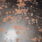1967 Fender Showman Head – Classic Fender Cleans!